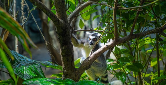 The Green Planet - Dubai's Unique Indoor Rainforest
