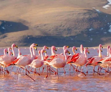 Salar de Uyuni e Laguna Colorada 3D| Guia Inglês-Espanhol
