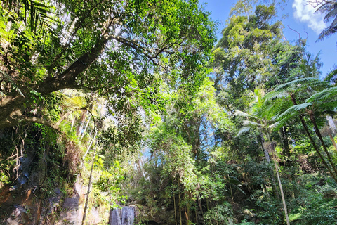 Excursión al Sabor de la Montaña Tamborine