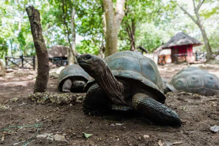 L'île de Mnemba, l'aquarium de Baraka et l'île de la Prison