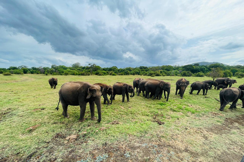 Minneriya National Park: Elephant Watching Safari with Guide Minneriya National Park: Sunrise Elephant Safari with Guide