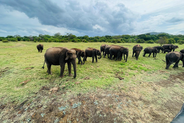 Minneriya National Park: Elephant Watching Safari with Guide Minneriya National Park: Sunrise Elephant Safari with Guide
