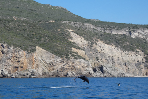 Dolphin Watching in Arrábida Natural Park