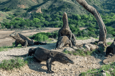 Tour di Komodo di 3 giorni e 2 notti