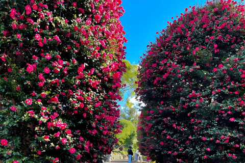Jeju: Winter SouthWest Tangerine Pick, Snow, Camellia, Tour