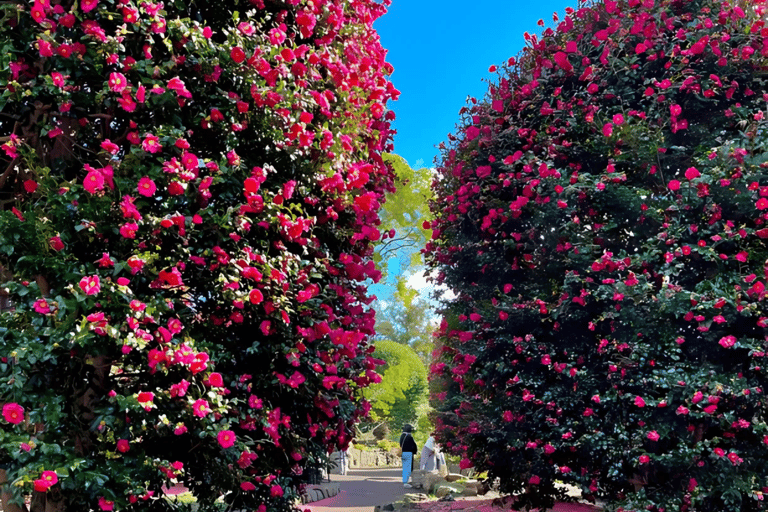 Jeju: Winter SouthWest Tangerine Pick, Snow, Camellia, Tour