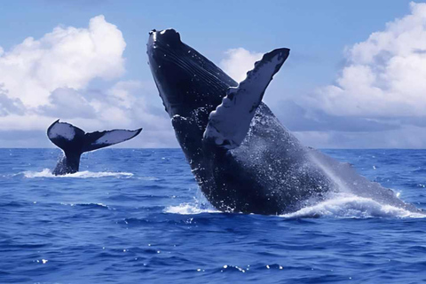 Punta Cana: Samaná Bay Whale Watching & Cayo Levantado