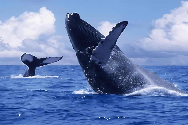 Punta Cana: Samaná Bay Whale Watching & Cayo Levantado