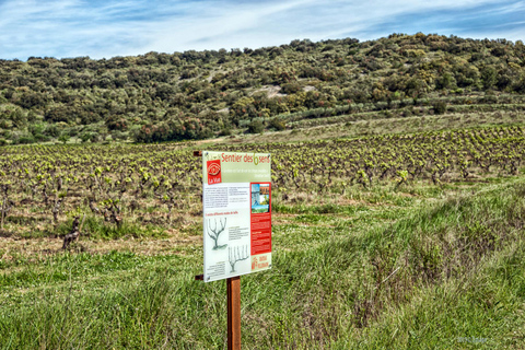 Château Villemagne: قم بزيارة القبو وتذوق النبيذ لدينا.