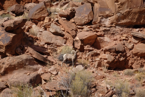 Moab: Meander Canyon Scenic Jet Boat Tour