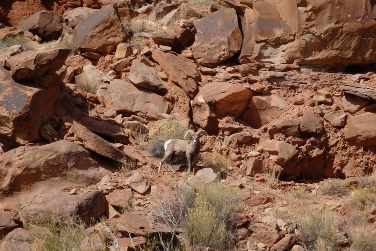 Moab: Meander Canyon Scenic Jet Boat Tour