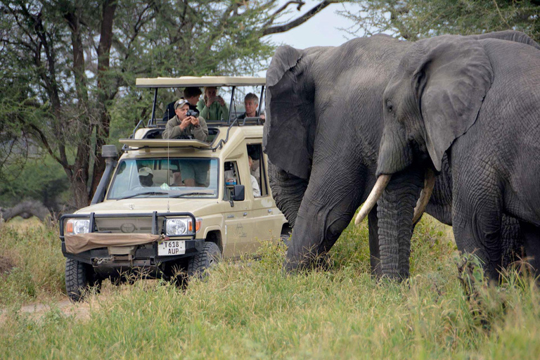 3-dniowe safari Masai Mara i jezioro Naivasha jeepem 4x43 dni Masai Mara - zakwaterowanie Mara Jambo Lodge