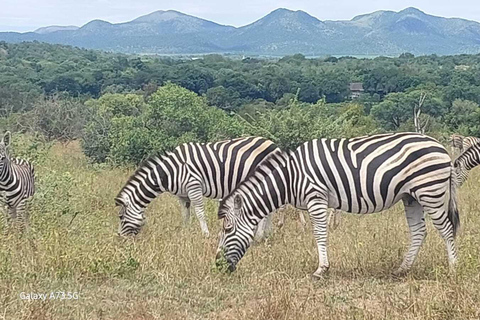 Johannesburg: Local Heritage Lesedi and Wildlife Tour