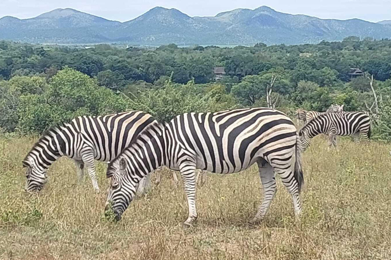 Johannesburg: Local Heritage Lesedi and Wildlife Tour