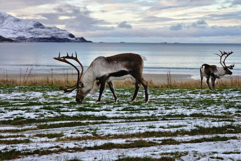 Von Tromsø aus: Arktische Tierwelt & Fjord-Sightseeing-Tour mit dem AutoVon Tromsø aus: Arktische Fjord- und Wildtier-Tour mit dem Auto