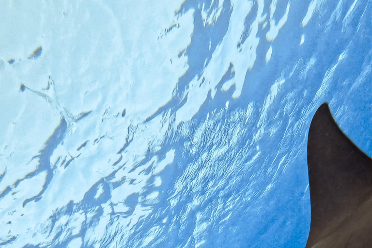 Marsa Alam: Samadai Dolphin House Snorkeling or Diving Marsa Alam: Samadai Dolphin House Snorkeling