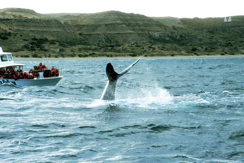 Valdes Peninsula: Full Day with Whale Watching Full Day Peninsula Valdes with Whale Watching