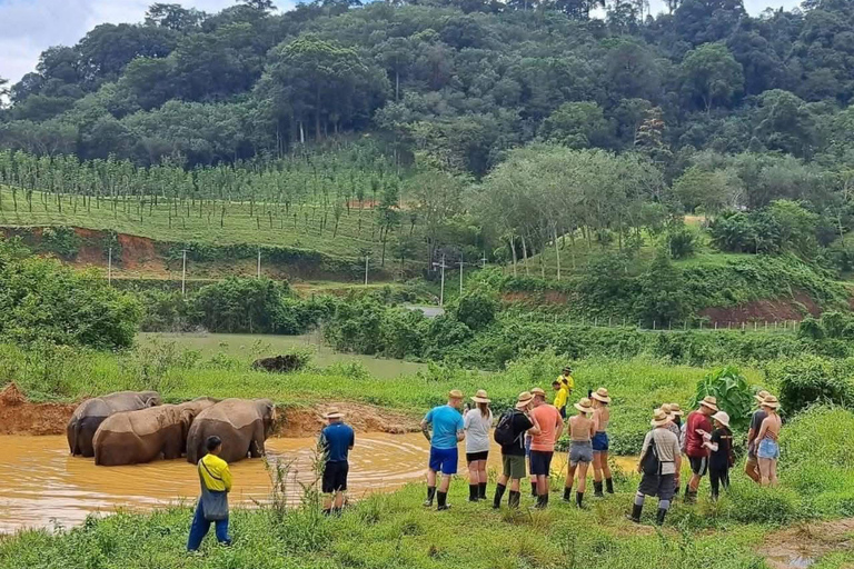 Phuket: Elephant Sanctuary Visit with Mud Spa & Workshop Afternoon: Elephant Sanctuary Visit with Mud Spa & Workshop