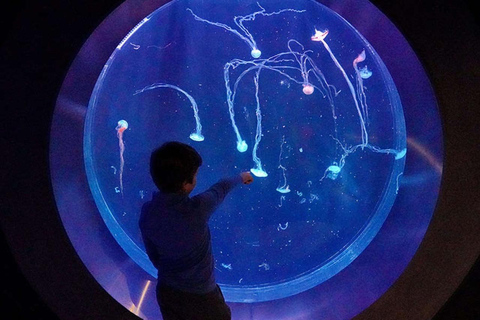 Prag: The World Of Jellyfish Ticket mit Getränk