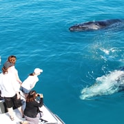 Broome: Whale Watching & Sunset Cruise