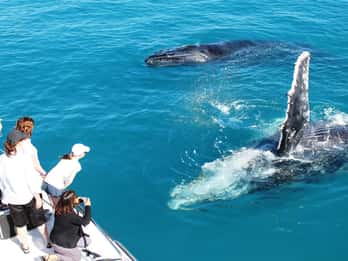 Broome: Hvalsafari og solnedgangscruise