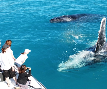 Broome: Whale Watching & Sunset Cruise
