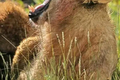 Från Zanzibar: 2 nätter 1 dag MIKUMI NATIONALPARK (3 dagar)