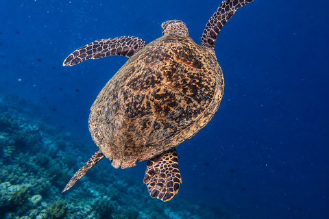 Coron: WWII Shipwrecks & Pass Island Snorkeling Tour