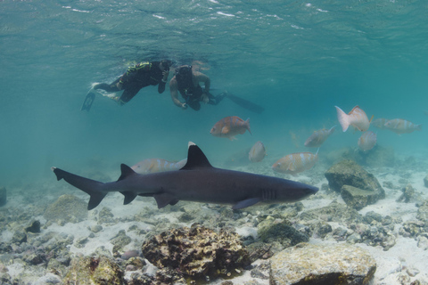 Ilha Pinzón: Mergulhe com snorkel, pesque e relaxe no paraíso