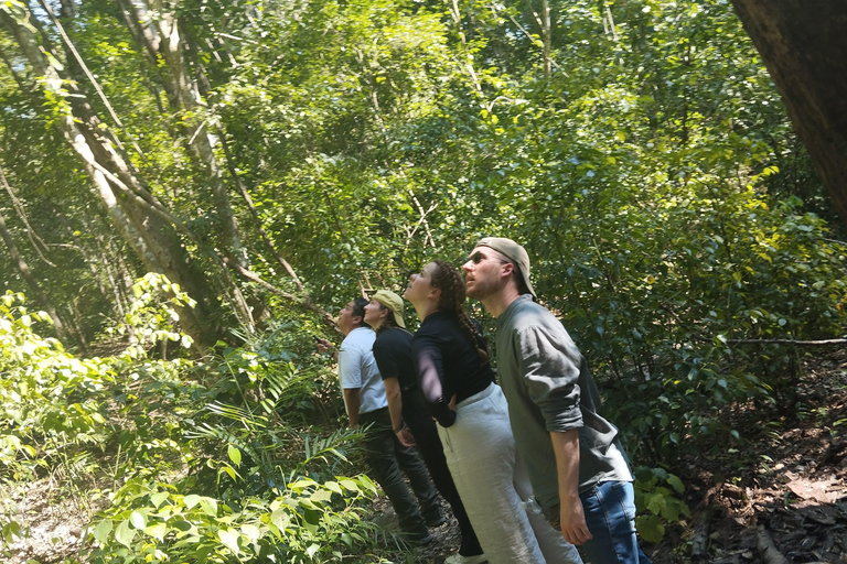 Bacalar: Calakmul Ruins Day Trip with a Stop In The Jungle