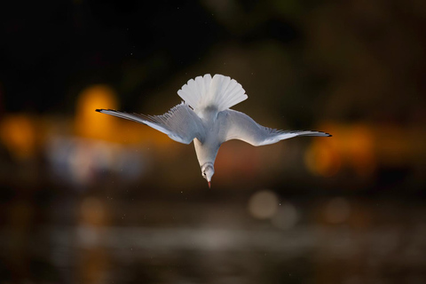 Beginners Wildlife Photography WorkshopBeginners Wildlife Photography Group Workshop