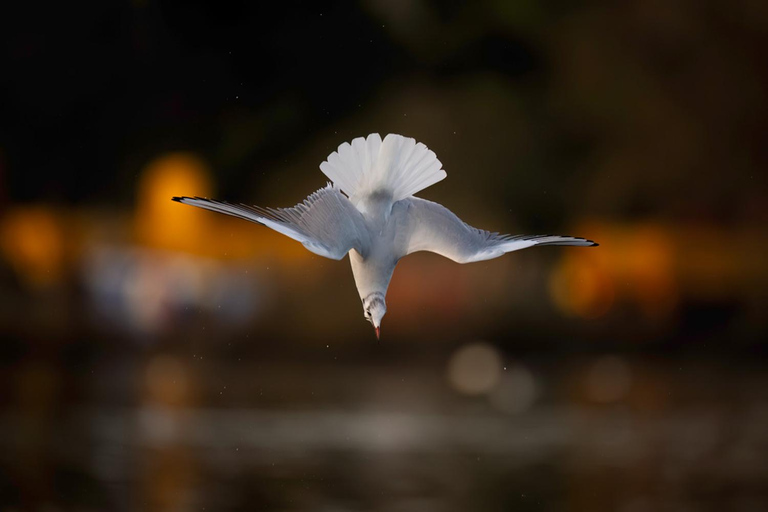 Beginners Wildlife Photography Workshop Beginners Wildlife Photography Group Workshop