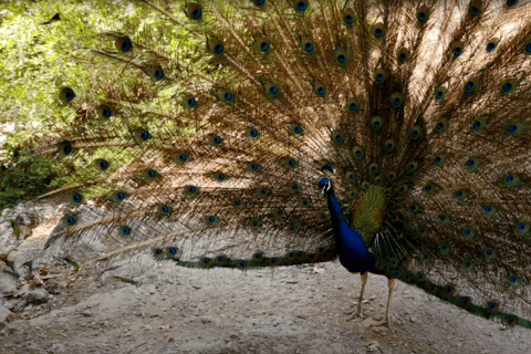 From Rhodes: Bus Tour to Lindos and the Seven Springs