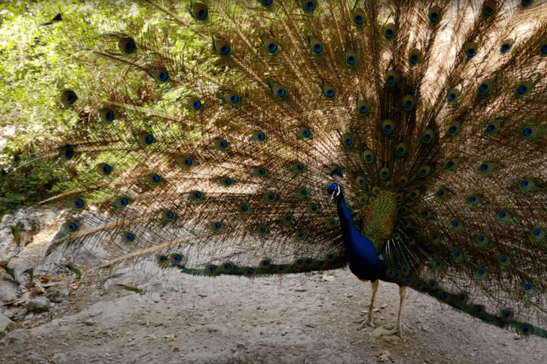 From Rhodes: Bus Tour to Lindos and the Seven Springs