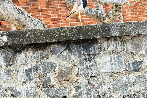 Bentota: River Boat Safari and Tuk-Tuk Ride with Pickup-Drop