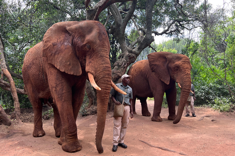 Johannesburg: Halvdagstur till elefant- och apreservatetPrivat halvdag i Johannesburgs elefant- och apreservat