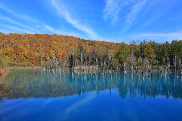 Sapporo: Furano & Biei Private Sightseeing with Hotel Pickup