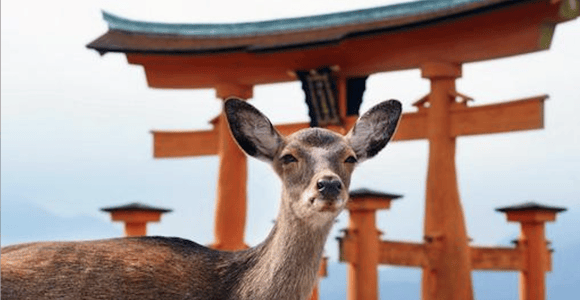 Hiroshima & Miyajima: Private, individuell gestaltete Tour mit ortskundigem Guide