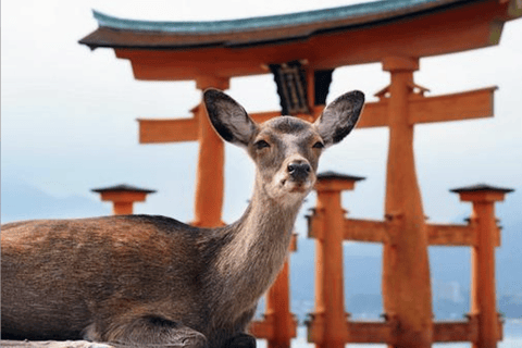 Hiroshima/Miyajima Privat anpassad tur med lokal guide