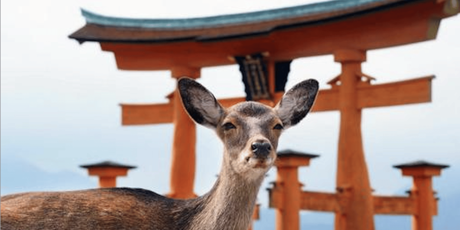 Hiroshima & Miyajima Private Custom Tour with Local Guide