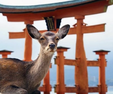 Hiroshima/Miyajima Private Custom Tour with Local Guide
