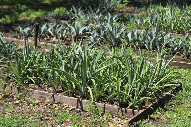 Tour e degustação de tequila no campo com transporte