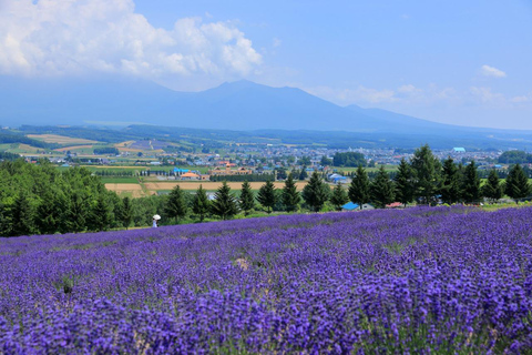 Furano: Summer Night Romantic Lavender Field Illumination