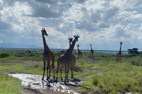 Nairobi National Park: Early Morning or afternoon adventure Early morning game drive in a Landcruiser JEEP