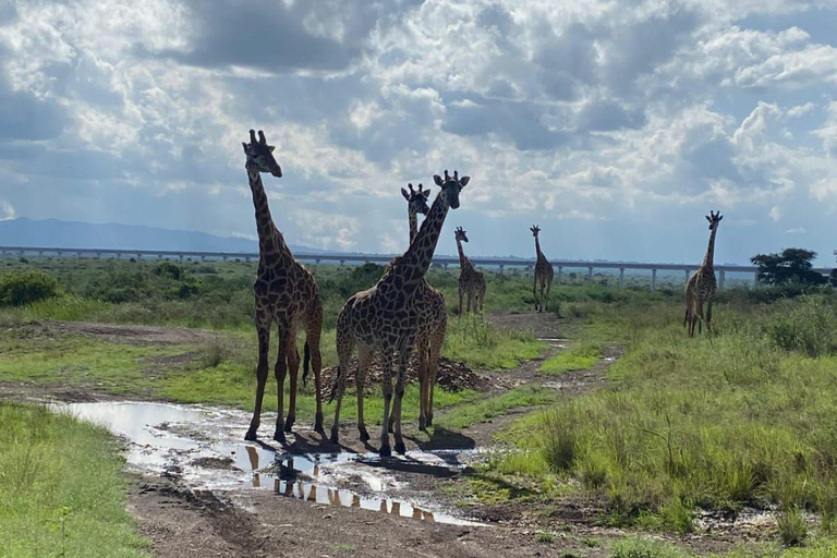 Nairobi National Park: Early Morning or afternoon adventure Early morning game drive in a Landcruiser JEEP