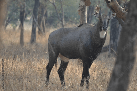 Mumbai to Golden Triangle & Tiger Safari – 7-Day India Tour Tour With professional Local Guide Delhi, Agra, Jaipur Only.