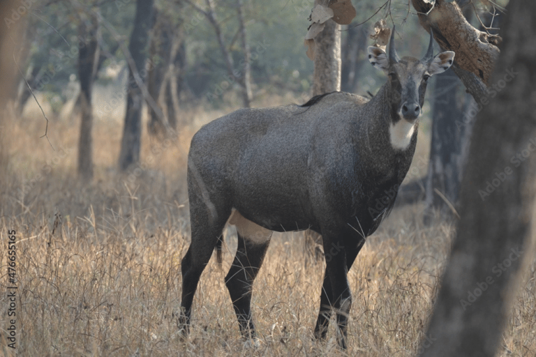 Mumbai to Golden Triangle & Tiger Safari – 7-Day India Tour Tour With professional Local Guide Delhi, Agra, Jaipur Only.