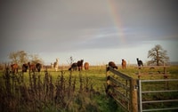 Alpaca Meet & Greet - Housity