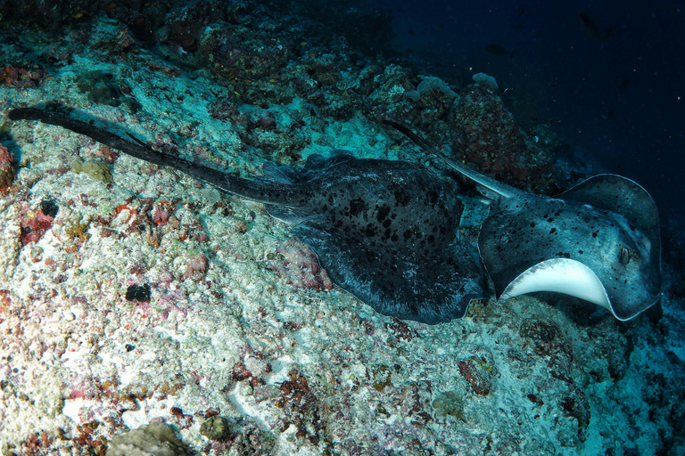 Mirissa: Night Snorkeling Adventure with Coral Reef & Fishes Mirissa: Night Snorkeling Adventure with Local Guide