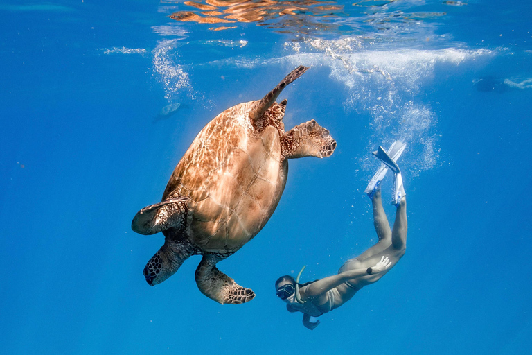 Waikiki : Visite en petit groupe du Turtle Canyon avec masque et tuba
